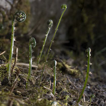 Ruprechtsfarn  •  Gymnocarpium robertianum. Botanischer Garten Bern, im April. © Françoise Alsaker