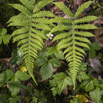 Buchenfarn  •  Phegopteris connectilis. Das unterste Fiederpaar ist meist schräg abwärts gerichtet. © Françoise Alsaker