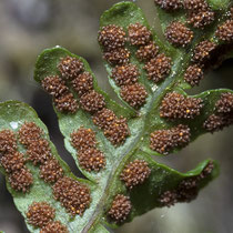 Gemeiner Tüpfelfarn  •  Polypodium vulgare mit mehrheitlich entleerten Sporangien; Foto: Juni. © Françoise Alsaker