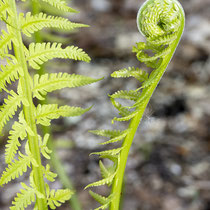 Straußfarn  •  Matteuccia struthiopteris. Junges steriles Blatt. © Françoise Alsaker