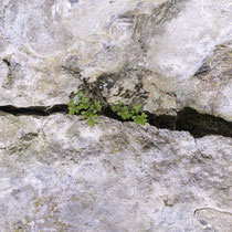 Mauerraute  •  Asplenium ruta-muraria.  © Françoise Alsaker