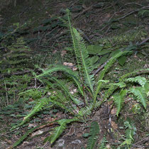 Rippenfarn  •  Struthiopteris spicant / Blechnum spicant. Die fertilen Blätter sind steif aufrecht mit 1–2 mm breiten Abschnitten; die sterilen Blätter stehen schräg ab oder liegen dem Boden auf, ihre Abschnitte sind 3–5 mm breit. © Françoise Alsak