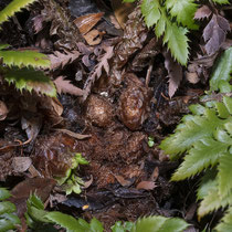 Gelappter Schildfarn  •  Polystichum aculeatum. Im Januar aufgenommen. © Françoise Alsaker