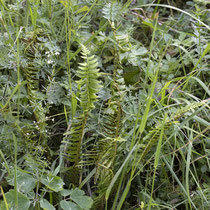 Lanzenfarn  •  Polystichum lonchitis.  © Françoise Alsaker