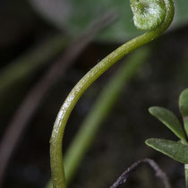 Vierblättriger Kleefarn  •  Marsilea quadrifolia. Die jungen Blätter des Vierblättrigen Kleefarns sind spiralig eingerollt. © Françoise Alsaker