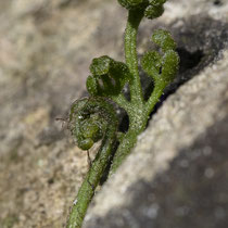 Mauerraute  •  Asplenium ruta-muraria. Die jungen Blätter sind oft drüsig und sehr spärlich mit Spreuschuppen besetzt. © Françoise Alsaker