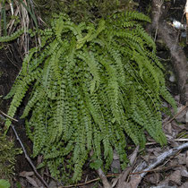 Grünstieliger Streifenfarn  •  Asplenium viride.  © Françoise Alsaker