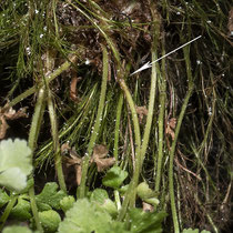 Zierlicher Wimperfarn  •  Woodsia pulchella. Der Blattstiel besitzt bei allen Wimperfarnen unterhalb der Mitte eine kleine, knotige Verdickung (der Blattstiel ist an dieser Stelle um 1/5 dicker). © Françoise Alsaker