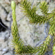 Einähriger Keulen-Bärlapp  •  Lycopodium clavatum subsp. monostachyon. Motta Naluns.  © Muriel Bendel