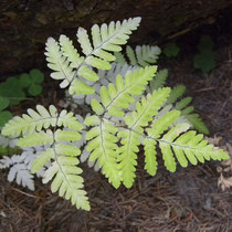 Eichenfarn  •  Gymnocarpium dryopteris.  © Muriel Bendel