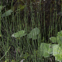 Bunter Schachtelhalm  •  Equisetum variegatum.  © Françoise Alsaker