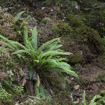 Rippenfarn  •  Struthiopteris spicant / Blechnum spicant. Der Rippenfarn wächst auf sauren Böden, besonders auf Rohhumus, und ist in Nadelwäldern, Mischwäldern, seltener in Zwergstrauchheiden und Weiden zu finden. © Françoise Alsaker