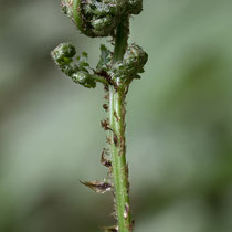 Breiter Wurmfarn  •  Dryopteris dilatata. Die zweifarbigen Spreuschuppen sind am Blattstiel sehr gut zu sehen.  © Françoise Alsaker
