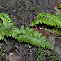 Gelappter Schildfarn  •  Polystichum aculeatum. Bei dieser jungen Pflanze ist die Blattspreite noch nicht doppelt, sondern erst einfach gefiedert. © Françoise Alsaker