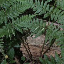 Breiter Wurmfarn  •  Dryopteris dilatata. Bei der untersten Fieder ist das innerste nach unten gerichtete Fiederchen (Fieder 2. Ordnung) 0,75- bis 1,3-mal so lang wie das benachbarte nach unten gerichtete Fiederchen. © Françoise Alsaker