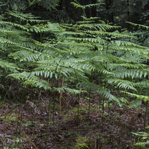 Adlerfarn  •  Pteridium aquilinum.  © Françoise Alsaker