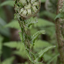 Echter Wurmfarn  •  Dryopteris filix-mas.  © Françoise Alsaker