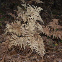 Adlerfarn  •  Pteridium aquilinum.  © Françoise Alsaker