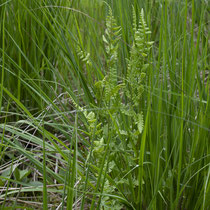 Kamm-Wurmfarn  •  Dryopteris cristata. Habitus eines Kamm-Wurmfarns; am Rand eines Hochmoors zwischen Pfeifengras (Molinia sp.) wachsend. © Françoise Alsaker