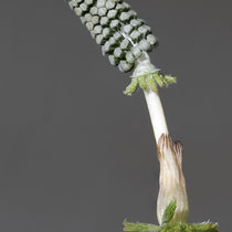 Wald-Schachtelhalm  •  Equisetum sylvaticum. Fertiler Spross mit Sporangienähre. © Françoise Alsaker