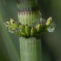 Schlamm-Schachtelhalm  •  Equisetum fluviatile. Junger Spross des Schlamm-Schachtelhalms mit Guttations-Tropfen. © Françoise Alsaker