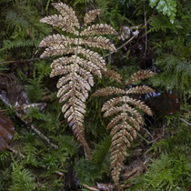 Buchenfarn  •  Phegopteris connectilis.  © Françoise Alsaker