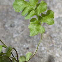 10 Monate nach dem Ausstreuen der Sporen. © Françoise Alsaker