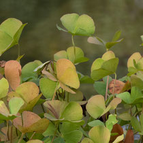 Kleefarn   •  Marsilea quadrifolia.  © Françoise Alsaker