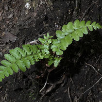 Echter Wurmfarn  •  Dryopteris filix-mas.  © Françoise Alsaker