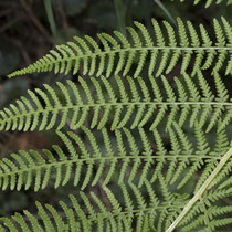 Wald-Frauenfarn  •  Athyrium filix-femina. Die Blattspreite ist 2- bis 3-fach gefiedert. © Françoise Alsaker