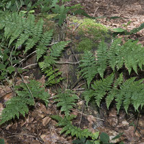 Breiter Wurmfarn  •  Dryopteris dilatata.  © Françoise Alsaker