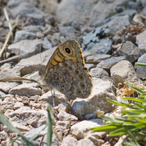 Mauerfuchs_Lasiommata megera