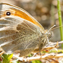 Kleines Wiesenvögelche Coenonympha pamphilus