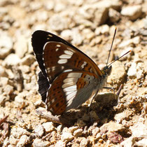 Kleiner Eisvogel Limenitis camilla