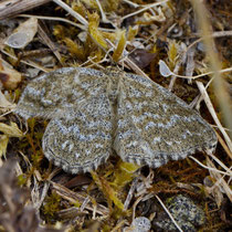 Marmorierter Kleinspanner_Scopula immorata