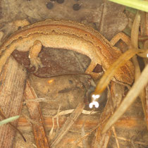Fadenmolch Lissotriton helveticus helveticus