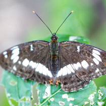 Kleiner Eisvogel Limenitis camilla