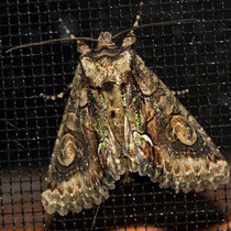 Weissdorneule_Allophyes oxyacanthae