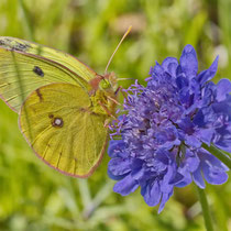 Gelbling Colias sp