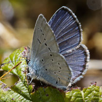 Rotklee-Bläuling_Cyaniris semiargus