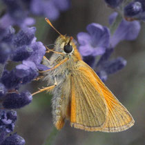 Rostfarbiger Dickkopffalter_Ochlodes sylvanus