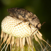 Mausgrauer Schnellkäfer Agrpnus murinus