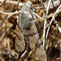 Taubenschwänzchen_ Macroglossum stellatarum