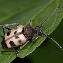 Gefleckter Blütenbock Pachytodes cerambyciformis