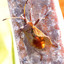Lederwanze (Coreus marginatus)