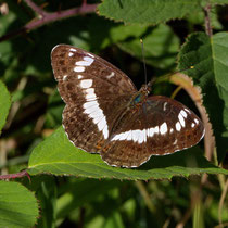 Kleiner Eisvogel Limenitis camilla