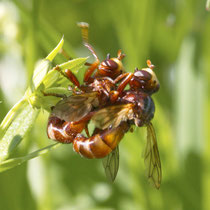 Gemeine Breitstirnblasenkopffliege Sicus ferrugineus