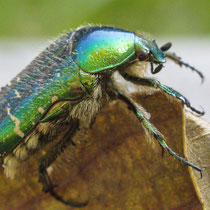 Goldglänzender Rosenkäfer Cetonia aurata