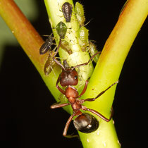 Rote Waldameise Formica rufa