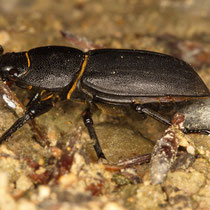 Balkenschröter Dorcus parallelipipedes